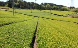  | EXPACT ｜スタートアップ支援｜新たな挑戦に、旗を掲げよう。｜Seed Impacts, Harvest Changes.｜